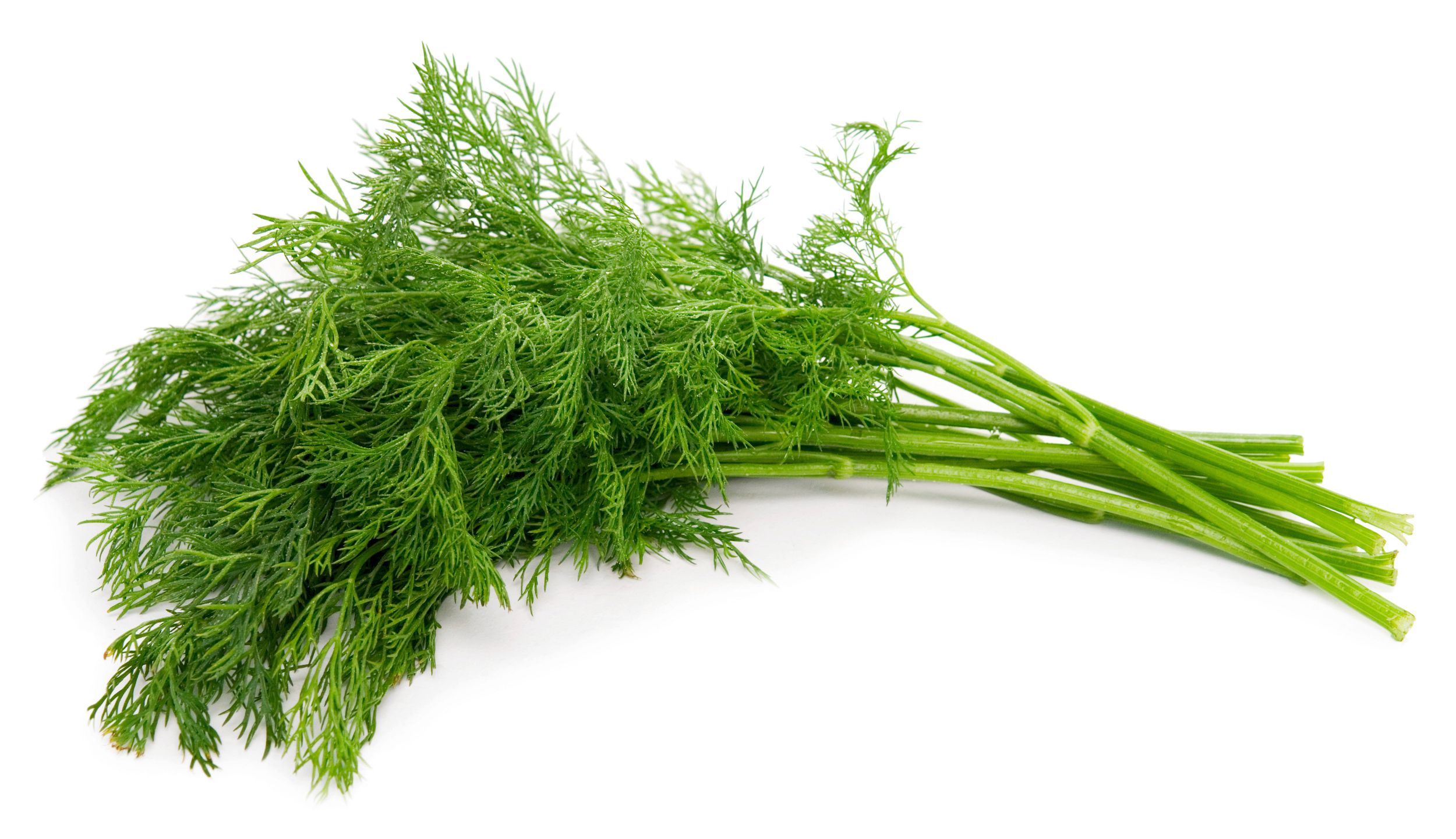 Unser großes Kräuter ABC - Dill - ÖKGV – Österreichischer Koch- und ...